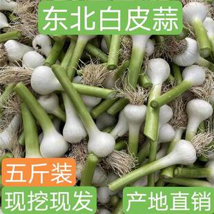 东北白皮新蒜湿蒜嫩蒜腌糖醋蒜新鲜大蒜头青蒜现拔现发2023年鲜蒜
