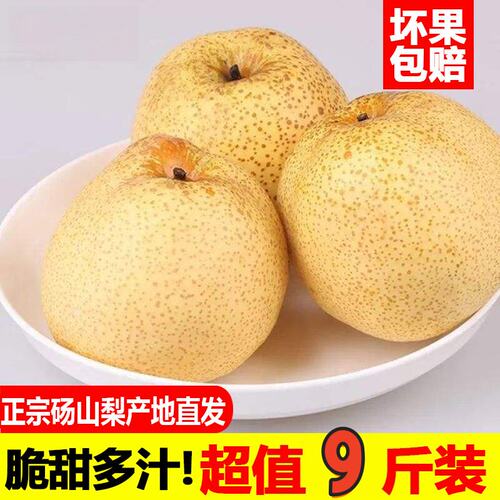 梨子砀山特产现摘现发砀山梨9斤贡梨脆甜多汁烤梨专用汤山梨