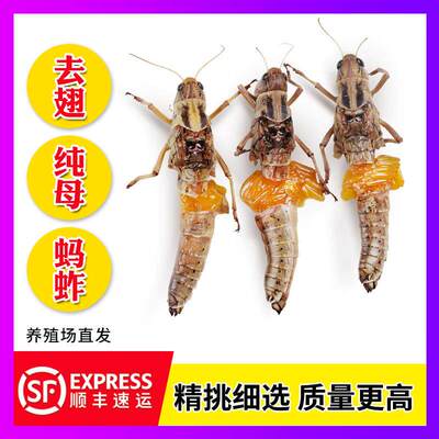 当季新鲜速冻 全母蚂蚱 去翅带卵籽蝗虫 雌蚂蚱 蚱蜢 东亚飞蝗虫