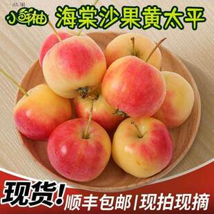 东北特产沙果海棠果5斤箱现摘黄太平小苹果孕妇应季新鲜水果酸甜