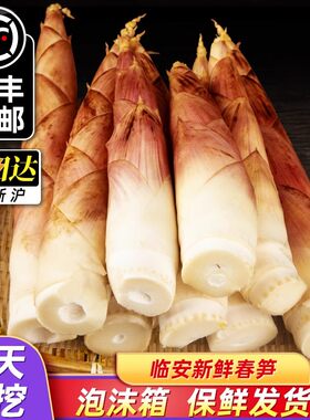 春笋临安笋新鲜现挖雷笋竹笋浙江天目山腌笃鲜早笋鲜笋春雷嫩笋尖