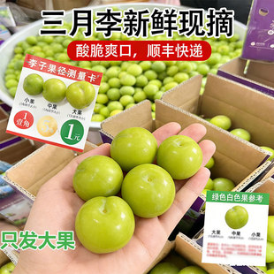 顺丰三月李子新鲜水果酸李脆茂名钱排当季青李孕妇珍珠李三华李