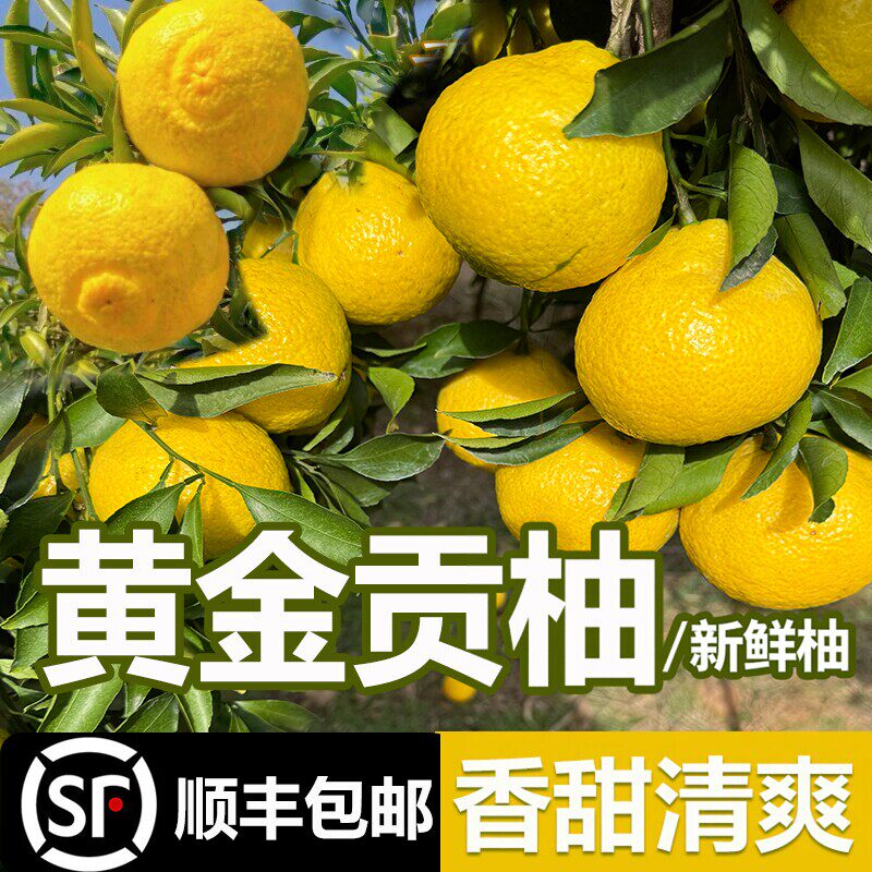 正宗新鲜黄金贡柚应季新鲜水果香橘柚小柚子香甜产自湖南