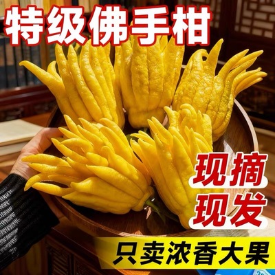 佛手柑鲜果水培盆栽带枝新鲜佛手瓜香橼托盘树苗观赏插花闻香植物