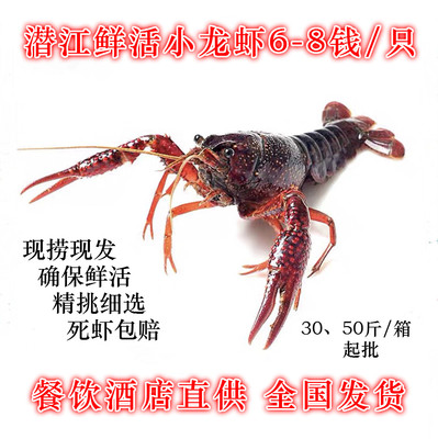 潜江鲜活小龙虾6-8钱，50斤/箱餐饮酒店直供，全国发货