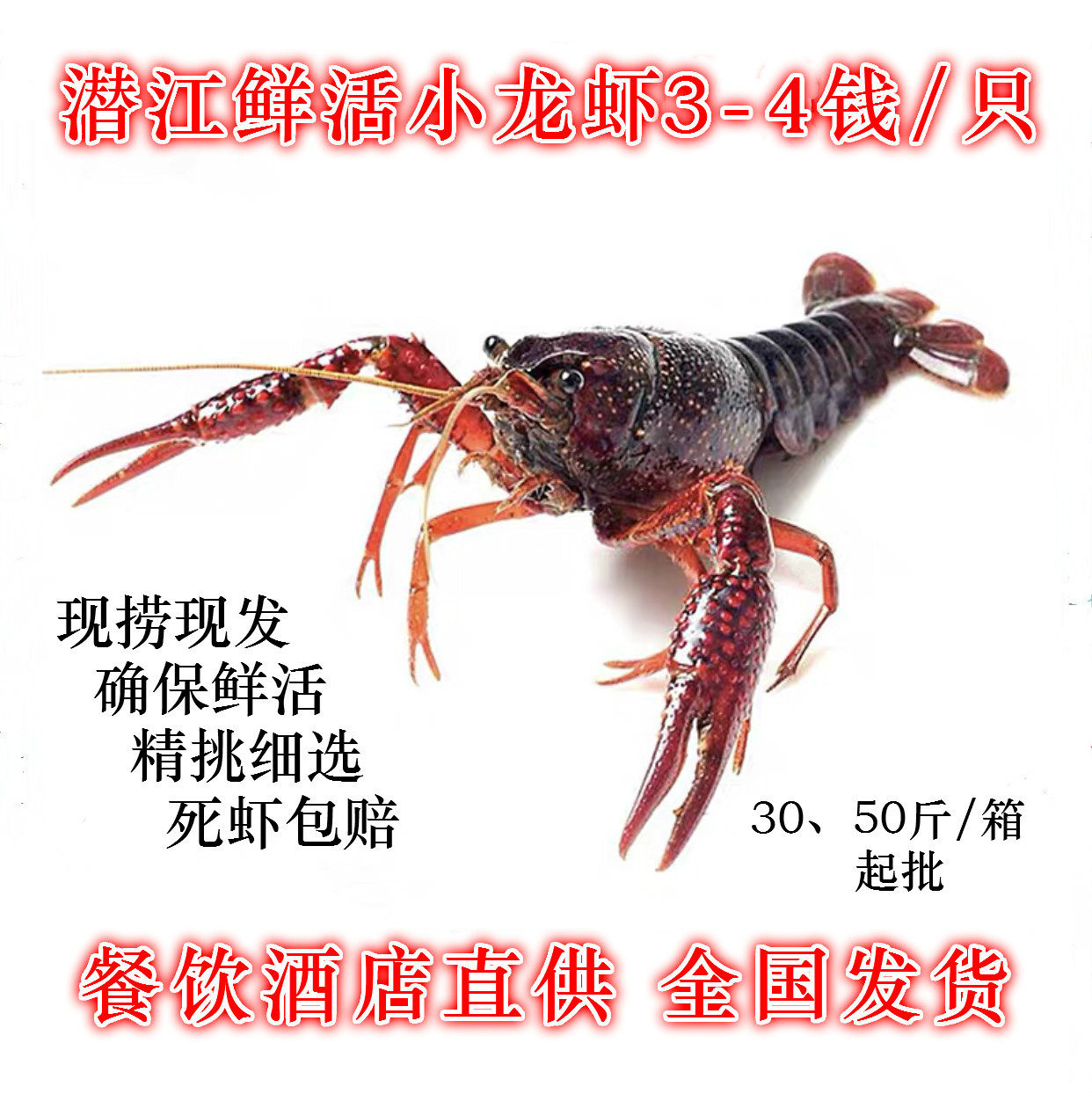 潜江鲜活小龙虾3-4钱，50斤/箱餐饮酒店直供，全国发货