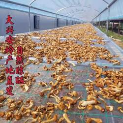 新货大兴安岭特产滑子蘑500g包邮东北小黄蘑干货食用菌香菇珍珠菇