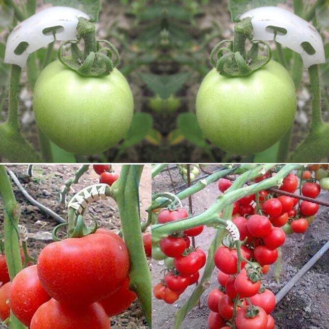 gardening Vegetable garden tomato cucumber Fruit stalk Ear brace fixed Plastic clip Botany Clampin the Flower delivery/Flowers simulation/Plants gardening , Gardening supplies , Other Garden Supplies  category - from Buy2taobao.com to provide professional Taobao agent buy service