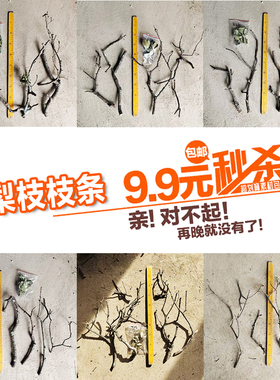 南美缸造景小鱼缸天然枝条树干枯树枝黄梨枝底床装饰景观修饰布景