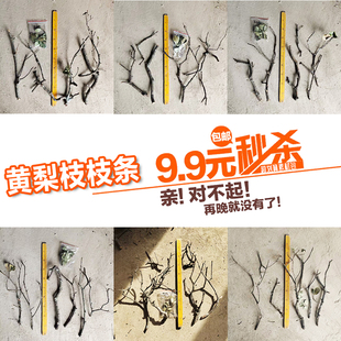 南美缸造景小鱼缸天然枝条树干枯树枝黄梨枝底床装饰景观修饰布景