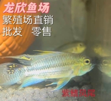 紫鳍凤尾 对鱼鱼苗 热带观赏鱼南美短鲷凤尾