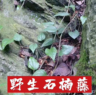 野生丁公藤  石南藤 毛蒟 爬岩香 巴岩香石楠藤 小风藤 干货包邮