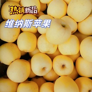 大连瓦房店维纳斯苹果新鲜水果当季孕妇儿童老人自家种植净重7斤