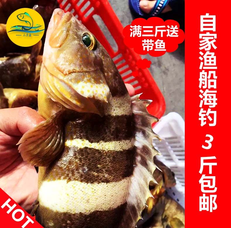 石斑鱼 野生新鲜 青斑鱼 红斑鱼 海钓 东山岛东星斑 自家自捕自销