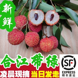 正宗合江带绿荔枝桂味新鲜 金奖黛绿小核多四川当季水果3斤米包邮