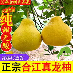 正宗合江真龙柚精选纯甜不酸柚子四川泸州特产地标金奖瓦房村农家