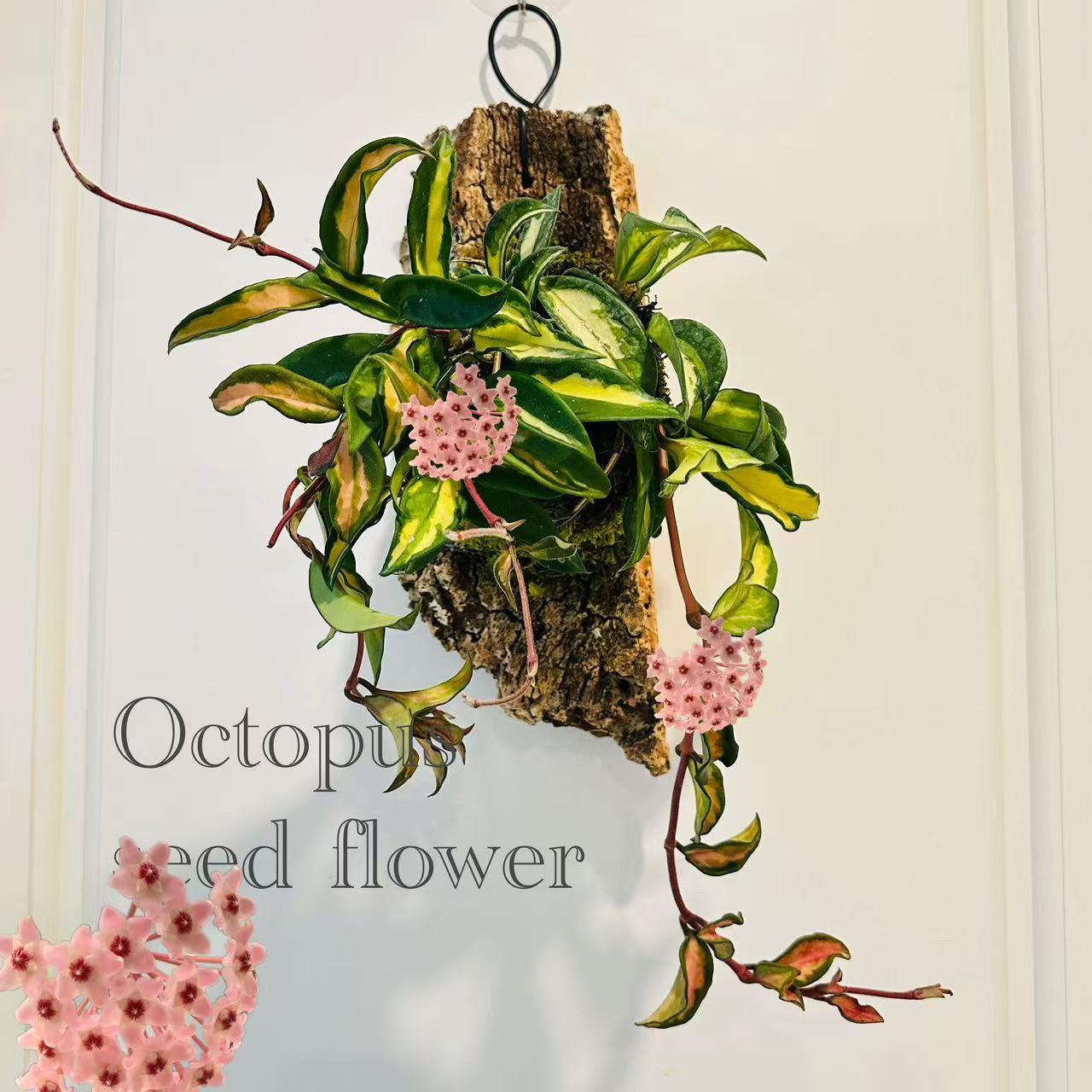 【绿叶内锦球兰】阳台观花观叶绿植四季常绿垂吊开花网红绿植盆栽,鲜花速递/花卉仿真/绿植园艺,鹿角蕨,淘宝优惠券,粉丝福利购,淘宝优惠卷