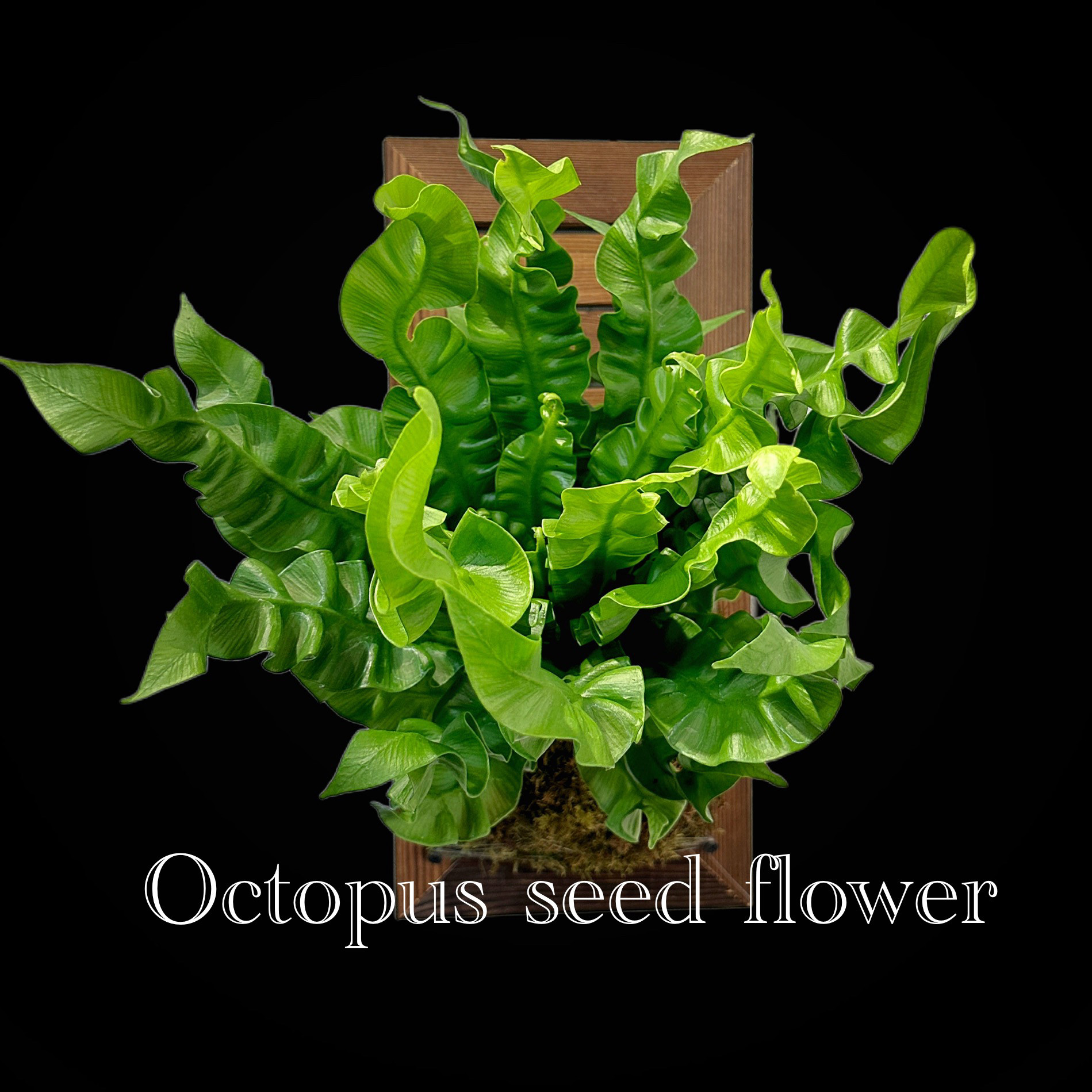 火焰鸟巢蕨 室内多年生耐荫耐旱观叶植物好养净化空气顺丰包邮,鲜花速递/花卉仿真/绿植园艺,绿植,淘宝优惠券,粉丝福利购,淘宝优惠卷