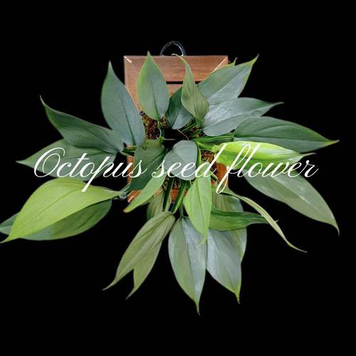 哈斯塔姆蔓绿绒室内耐荫好养