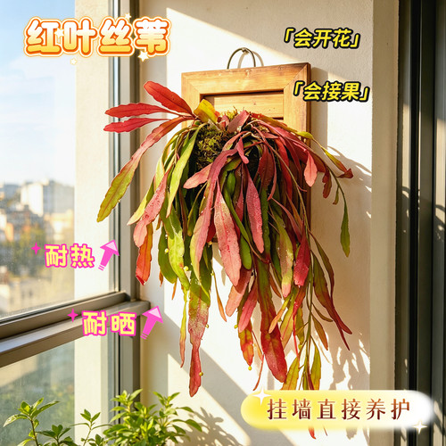 红叶丝苇懒人易养观叶观花观果