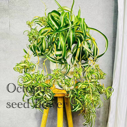 【卷叶吊兰 】卷发女郎 清新网红室内阳台趣味绿植阳台易养活垂吊