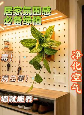 【泰国绿箩 】室内多年生好养耐阴净化空气垂吊绿植新手必入顺丰