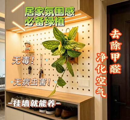 【泰国绿箩 】室内多年生好养耐阴净化空气垂吊绿植新手必入顺丰