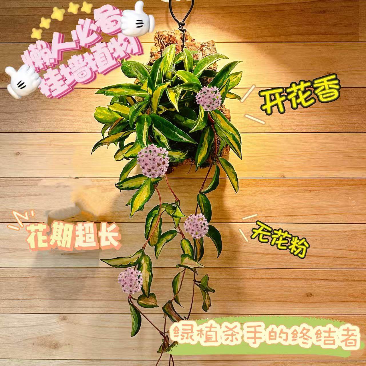 【绿叶内锦球兰】板植球兰 适合新手 好养入门锦化热植 带板出货