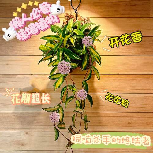 板植绿叶内锦球兰入门锦化热植