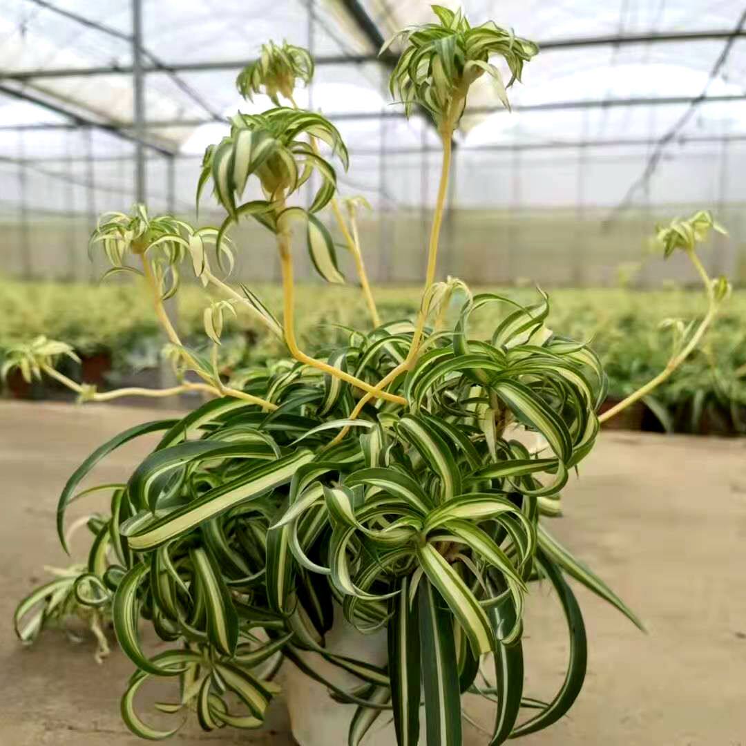 卷叶吊兰 卷发女郎 清新网红室内趣味绿植阳台易养活吸甲醛可垂吊