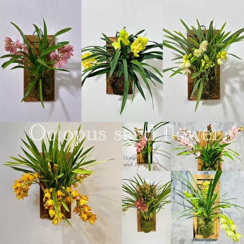 大花蕙兰室内好养年宵花花期长