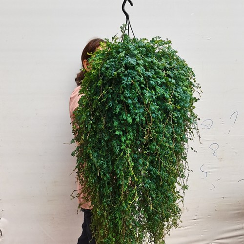 变色龙植物界的变色大师大盆发货