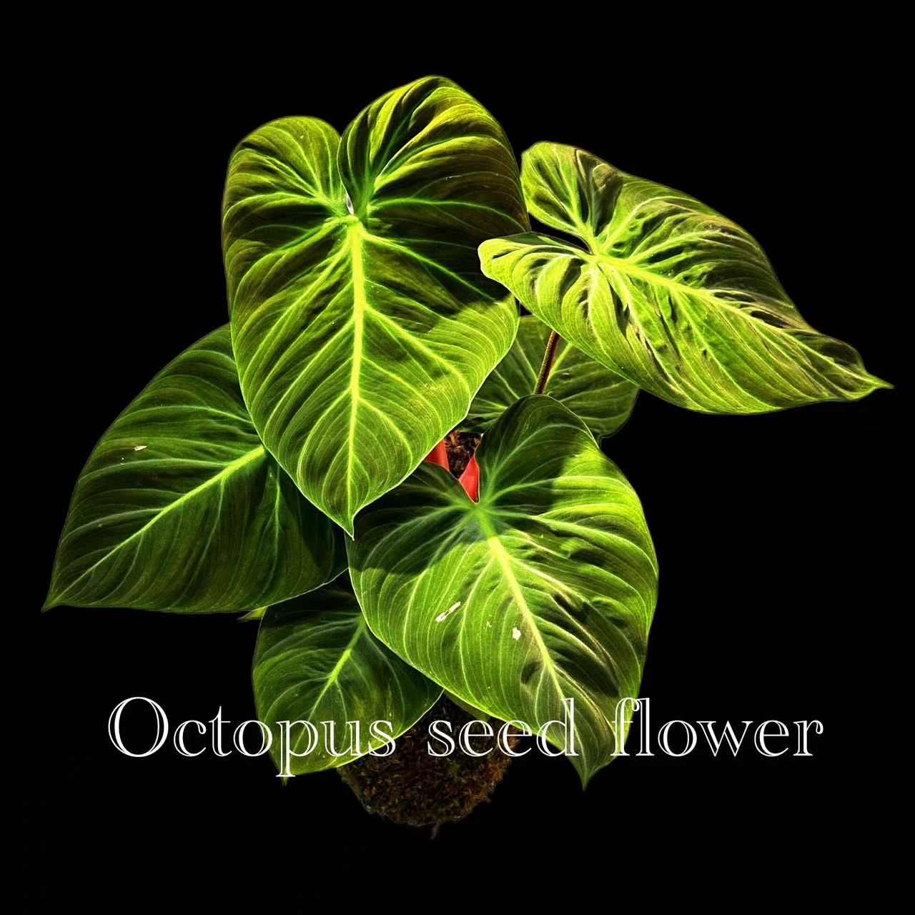 巧克力蔓绿绒 多年生室内客厅办公室耐荫大叶观叶绿植好养顺丰