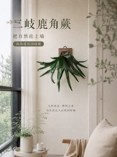 二岐鹿角蕨新手入门的板植款热植