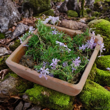 方盆 绿植托盘四方花盆做旧粗陶方形红陶盆泥瓦盆多肉大小号北欧