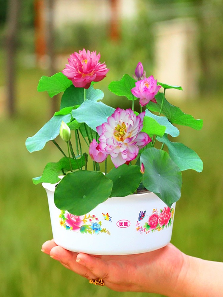 水培植物花种孑开口碗莲种子四季易种活园艺水养睡莲荷花种籽盆栽