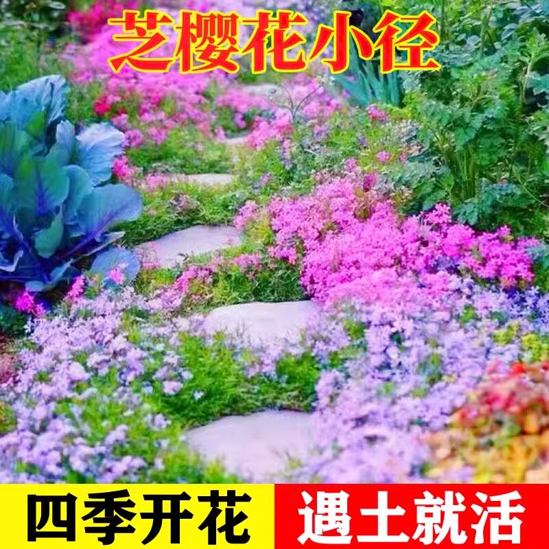 低矮芝种籽子四季播开花福