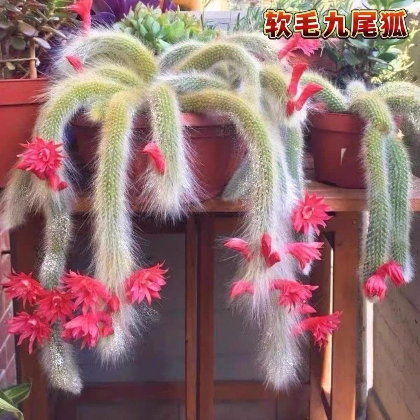 新手易种九尾狐多肉植物盆栽