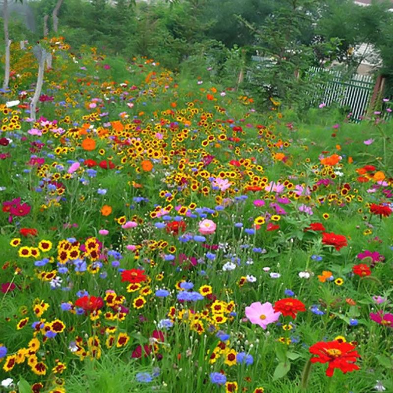 庭院多年生组合花种子四季易种活花期长耐寒耐旱多年生混合草花籽