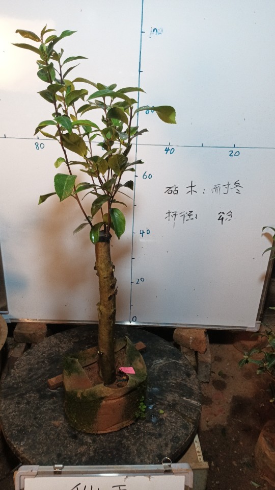 白仙五/仙五茶花 盆栽树苗小嫁接名贵稀有一树多色品种