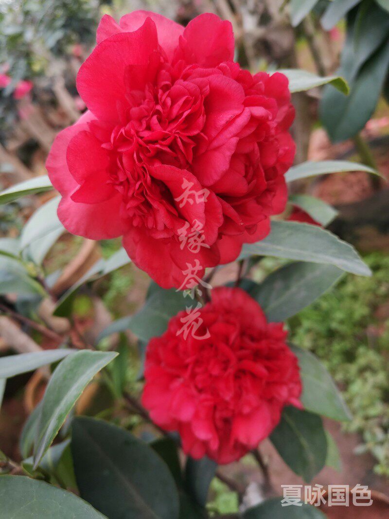 夏咏国色茶花重瓣四季杜鹃红山茶品种盆栽开花不断