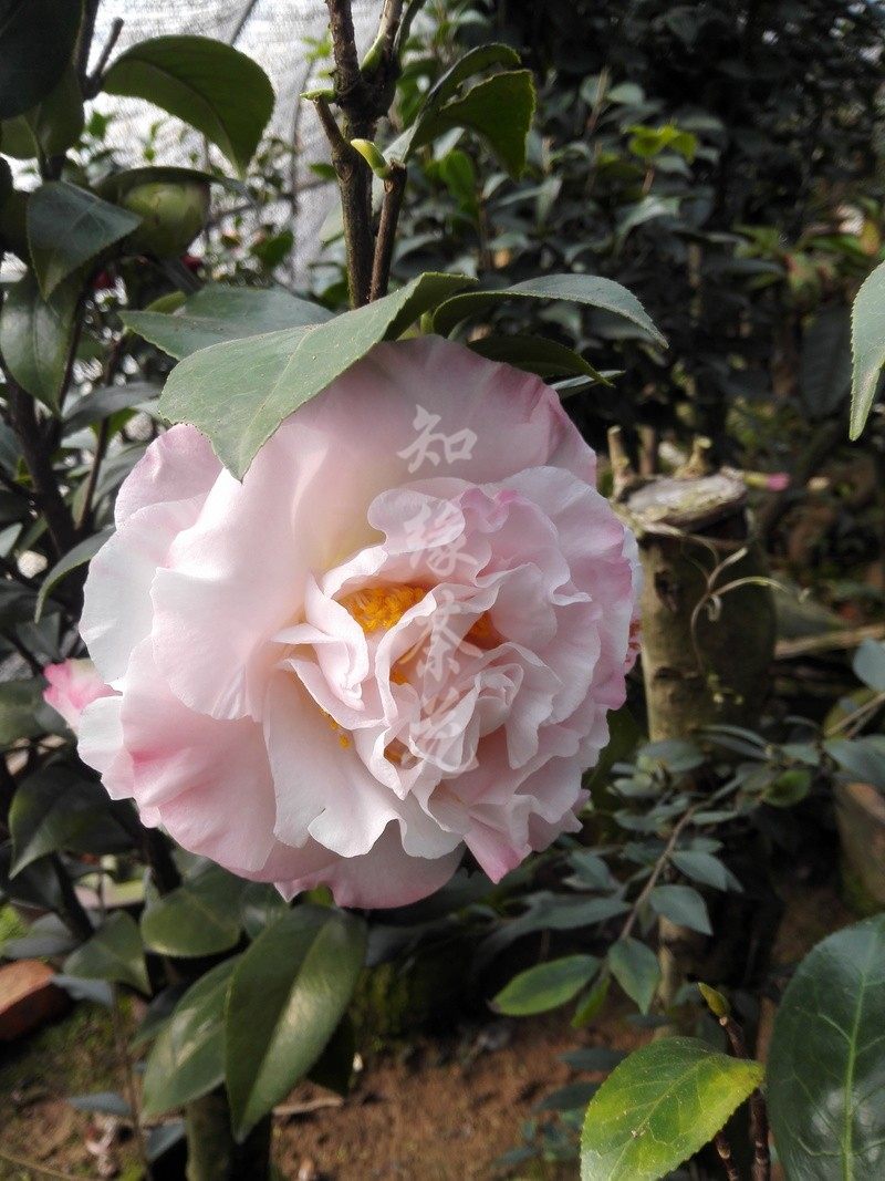 玛丽费瑟茶花进口新品种巨型名贵树桩老桩树苗室外盆栽嫁接