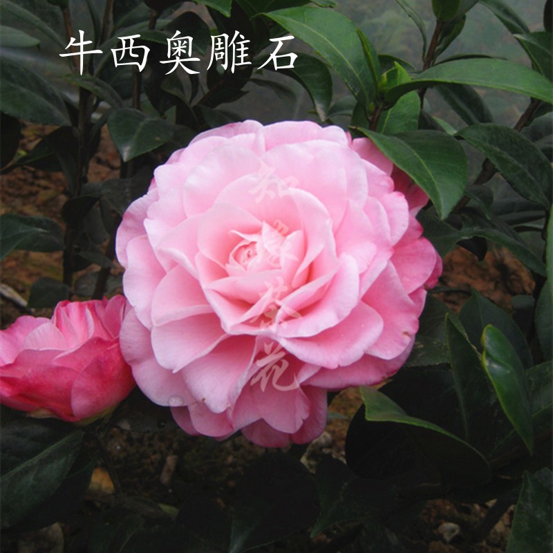 牛西奥雕石茶花斑色树苗庭院室外大朵小进口新品种盆栽带花苞名贵