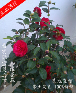 金碧辉煌/黑六角茶花扦插苗嫁接花树苗名贵山茶花黑红色