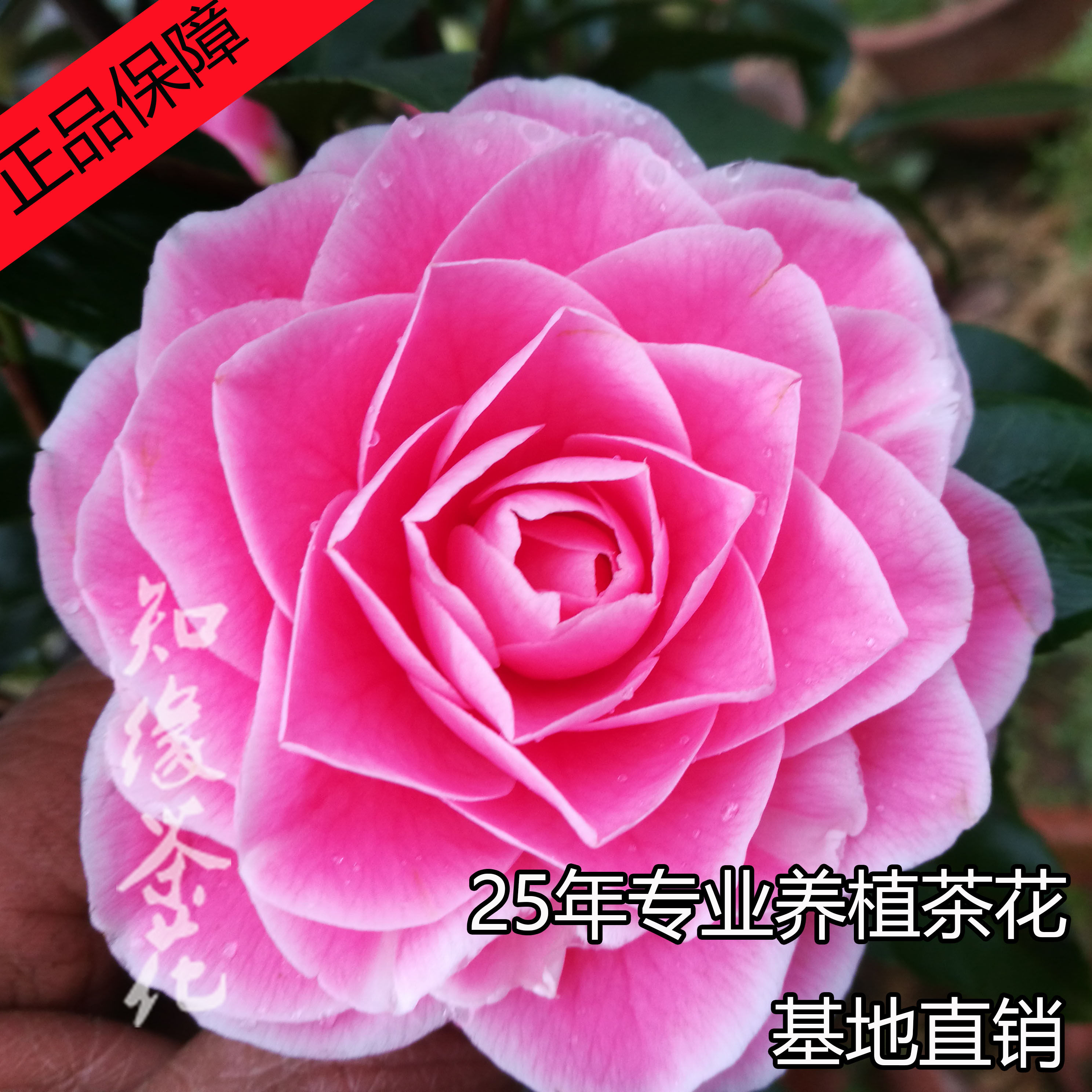 马可波罗茶花  扦插苗嫁接花树苗带花苞名贵山茶花