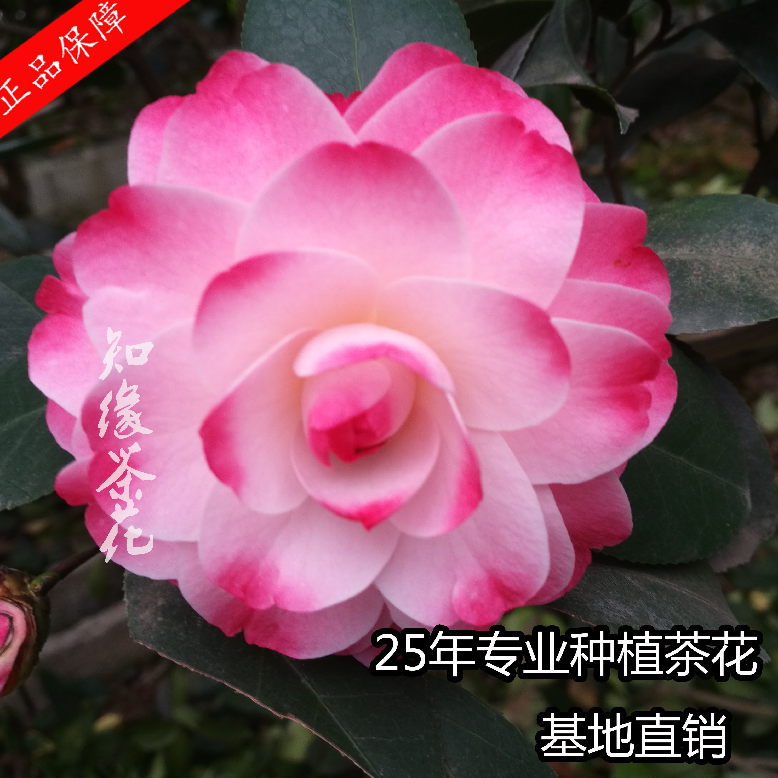 金华知缘茶花【迷茫的春天】盆栽扦插原生树苗大苗嫁接盆栽山茶花
