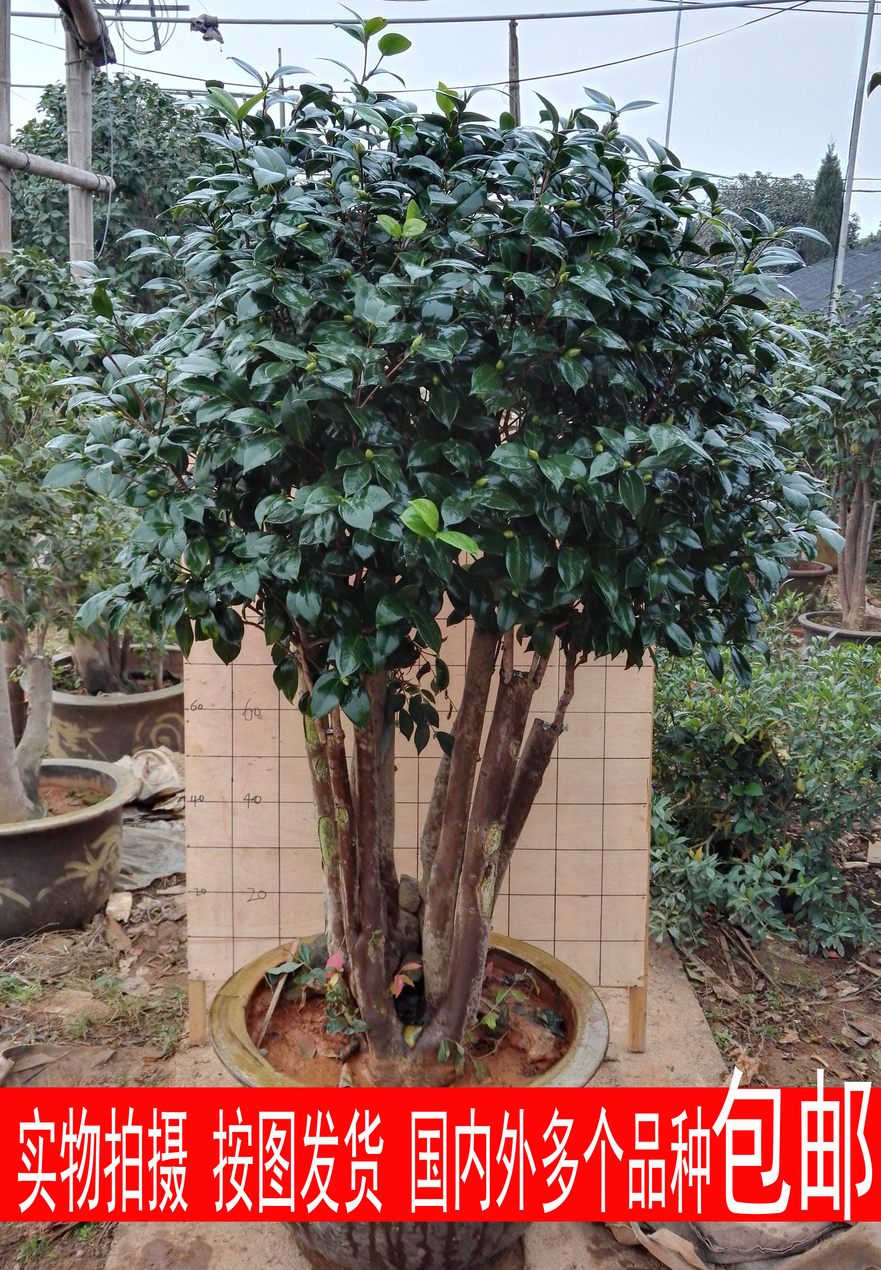 金华知缘茶花树苗盆栽老桩造型盆景 树桩植物高杆带花苞山茶花苗