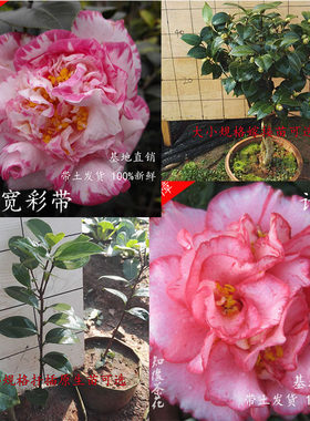 扦插苗嫁接山茶花