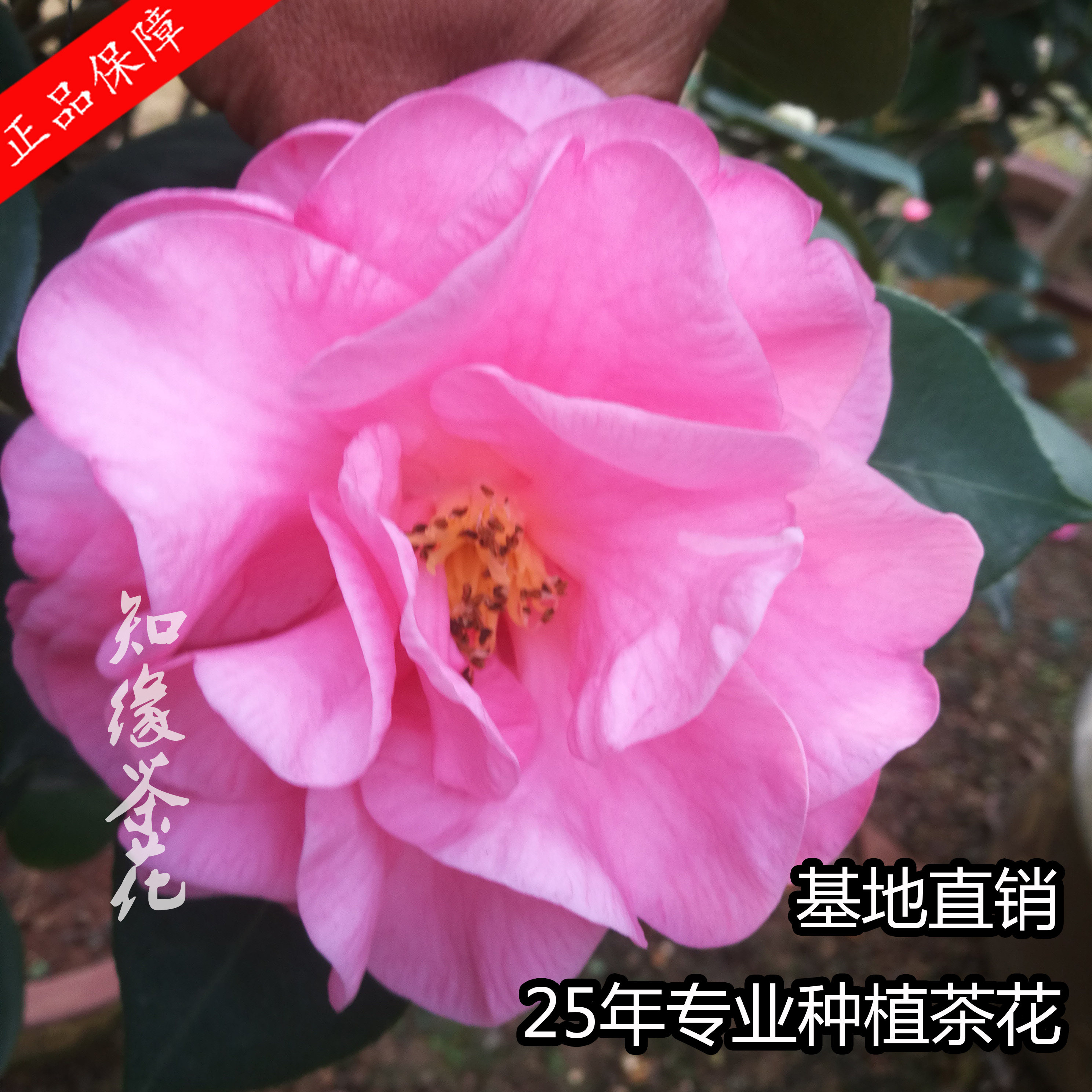 知缘茶花凯旋碑茶花扦插原生苗嫁接花树苗名贵山茶花云杂云南茶花