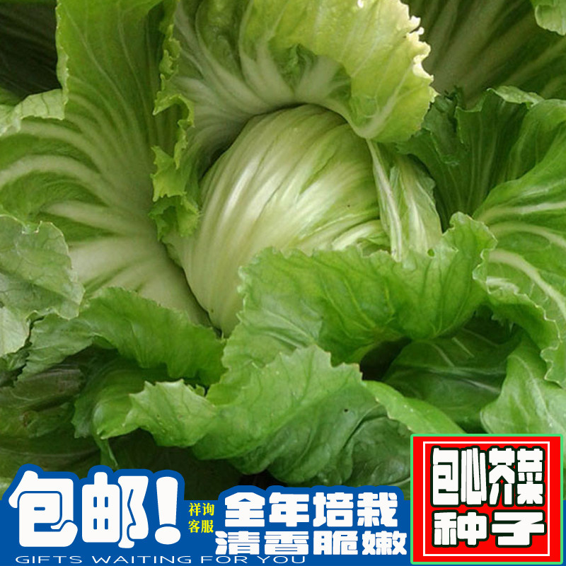 广东包心芥菜种子四季阳台大叶蔬菜孑包心结球甜菜种籽